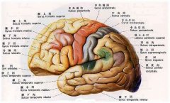 腦萎縮能活多久？